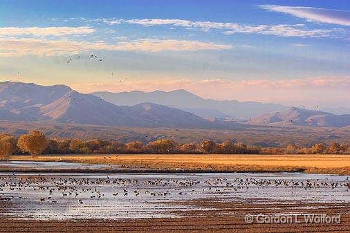 Flooded Field_72746.jpg - Photographed in the Bosque del Apache National Wildlife Refuge near San Antonio, New Mexico USA. 